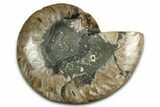 Cut & Polished Ammonite Fossil (Half) - Madagascar #349077-1